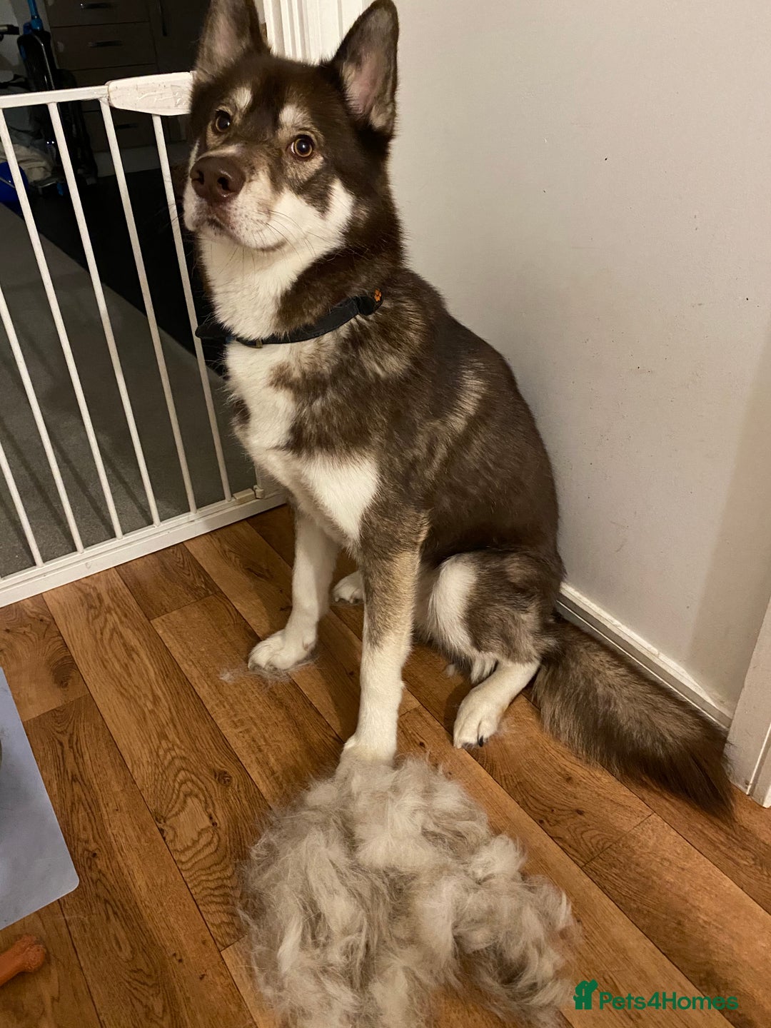 Siberian Husky dogs for sale: Siberian Husky - Advert 8