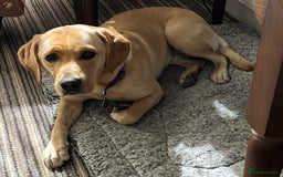 Labrador Retriever dogs for sale: Golden and Fox Red Labrador Retriever puppies - Image 12