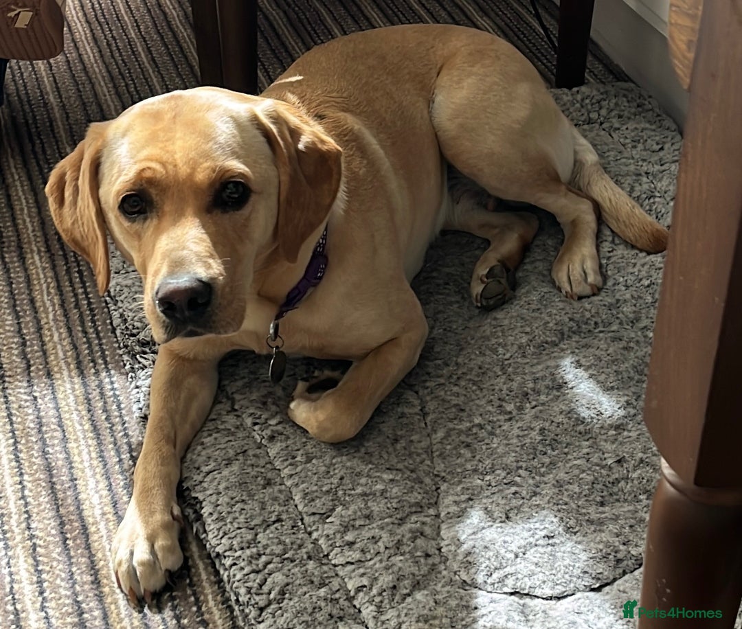 Labrador Retriever dogs for sale: Golden and Fox Red Labrador Retriever puppies - Image 12