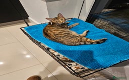 Savannah cats for sale: Beautiful Savanah  - Advert 1