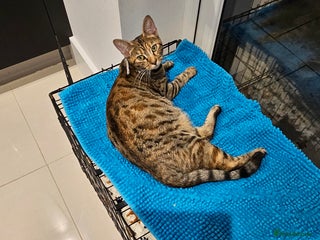 Savannah cats Beautiful Savanah - Advert 1
