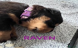 Rottweiler dogs for sale: Family bred and loved Rottweiller puppies - Image 9