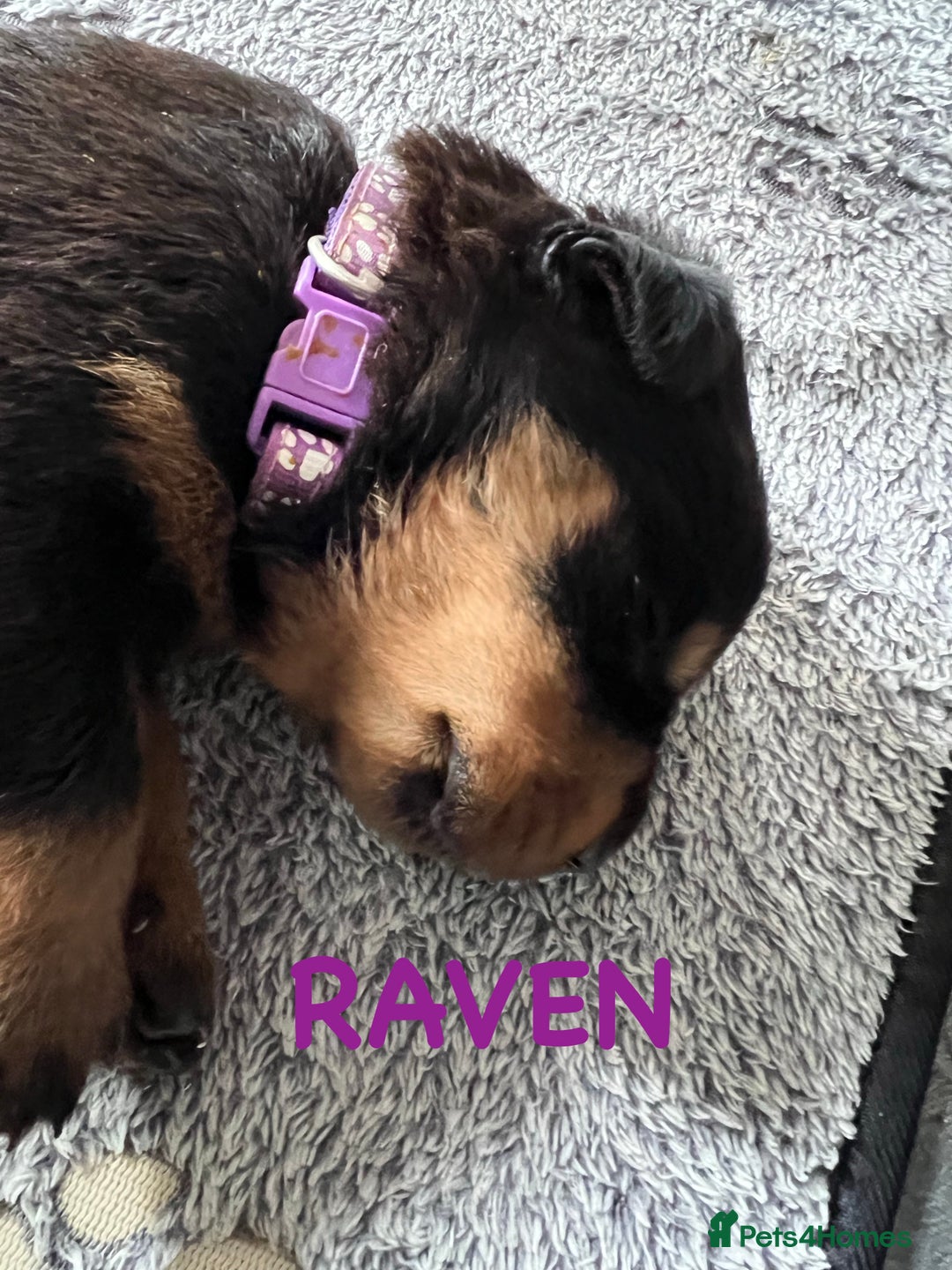 Rottweiler dogs for sale: Family bred and loved Rottweiller puppies - Image 9