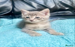 Siberian cats for sale: EXCLUSIVE Siberian Neva Masquerade-Luxury Lineage - Image 21