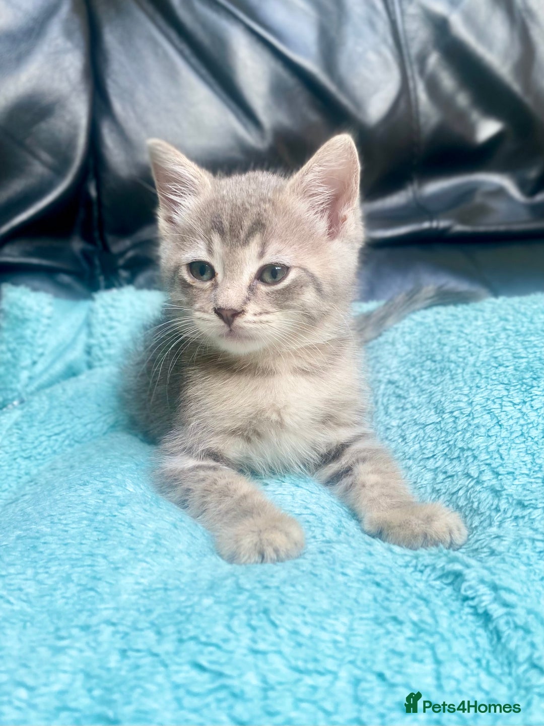 Siberian cats for sale: EXCLUSIVE Siberian Neva Masquerade-Luxury Lineage - Image 21