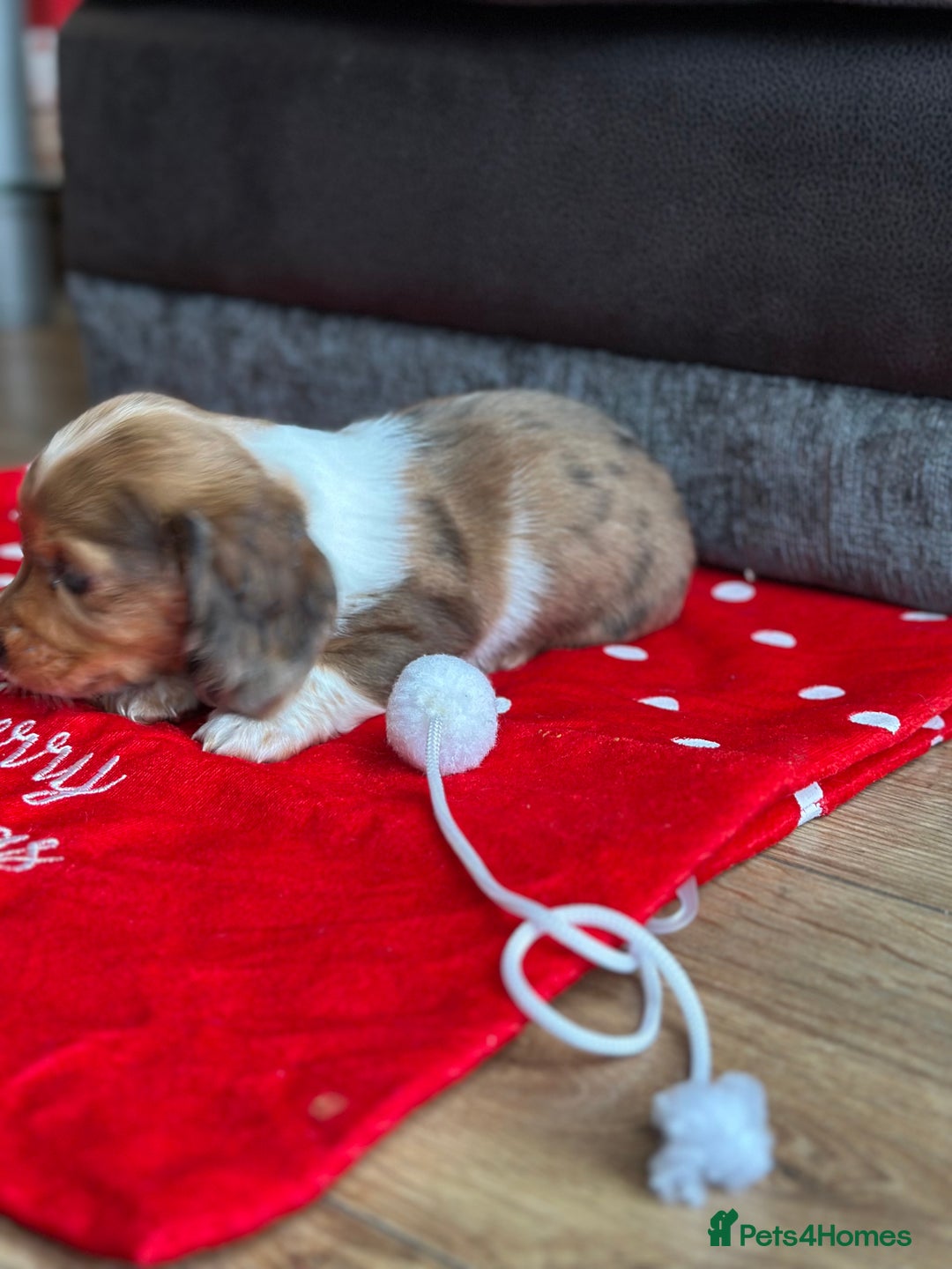 Miniature Dachshund dogs for sale: Miniature Dachounds  - Advert 10