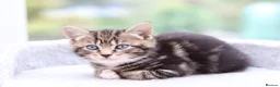 Mixed Breed cats for sale: Beautiful Tabby Kittens  - Advert 11