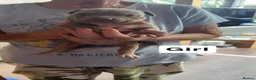 American Bully dogs for sale: Pocket Bully Puppies in Coventry - Advert 6