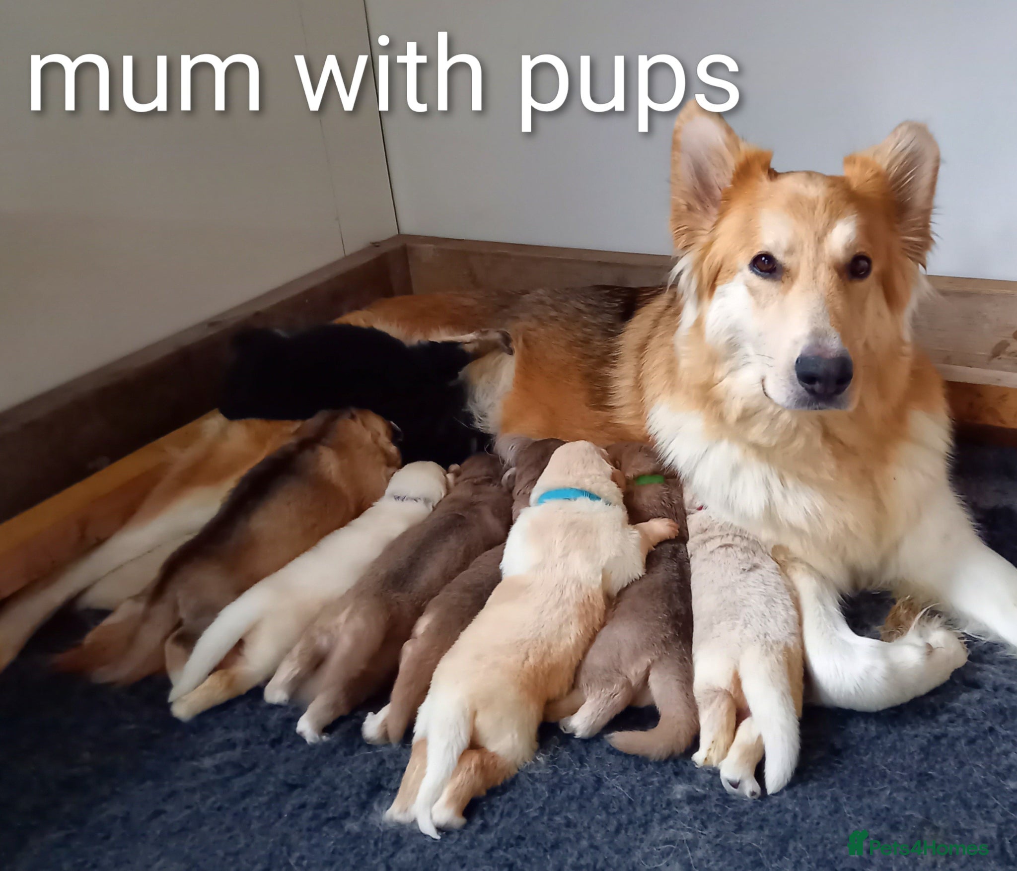 German Shepherd dogs for sale: Gorgeous German Shepherd pups for sale - Advert 1