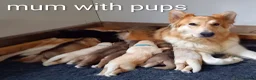 German Shepherd dogs for sale: Gorgeous German Shepherd pups for sale - Advert 3