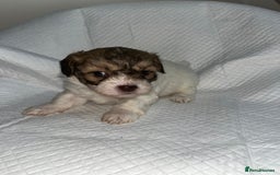 Shihpoo dogs for sale: Shihpoos  - Image 3