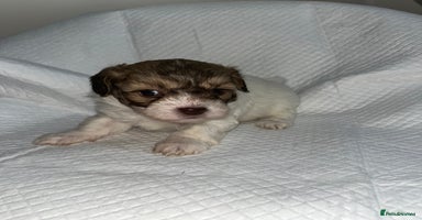 Shihpoo dogs Shihpoos  - Advert 11