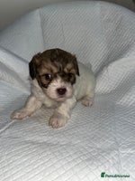 Shihpoo dogs Shihpoos - Advert 6