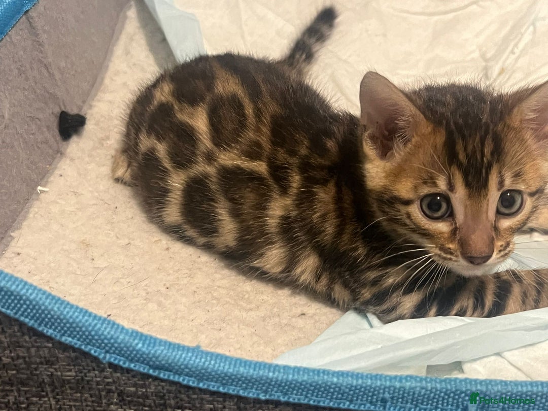 Bengal cats for sale: 💕 Adorable Rosetted bengal Kittens 💕 - Image 11