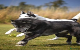 Siberian Husky dogs for stud: 3 Health tested KC Reg Polish Imports At Stud in Scunthorpe - Image 2