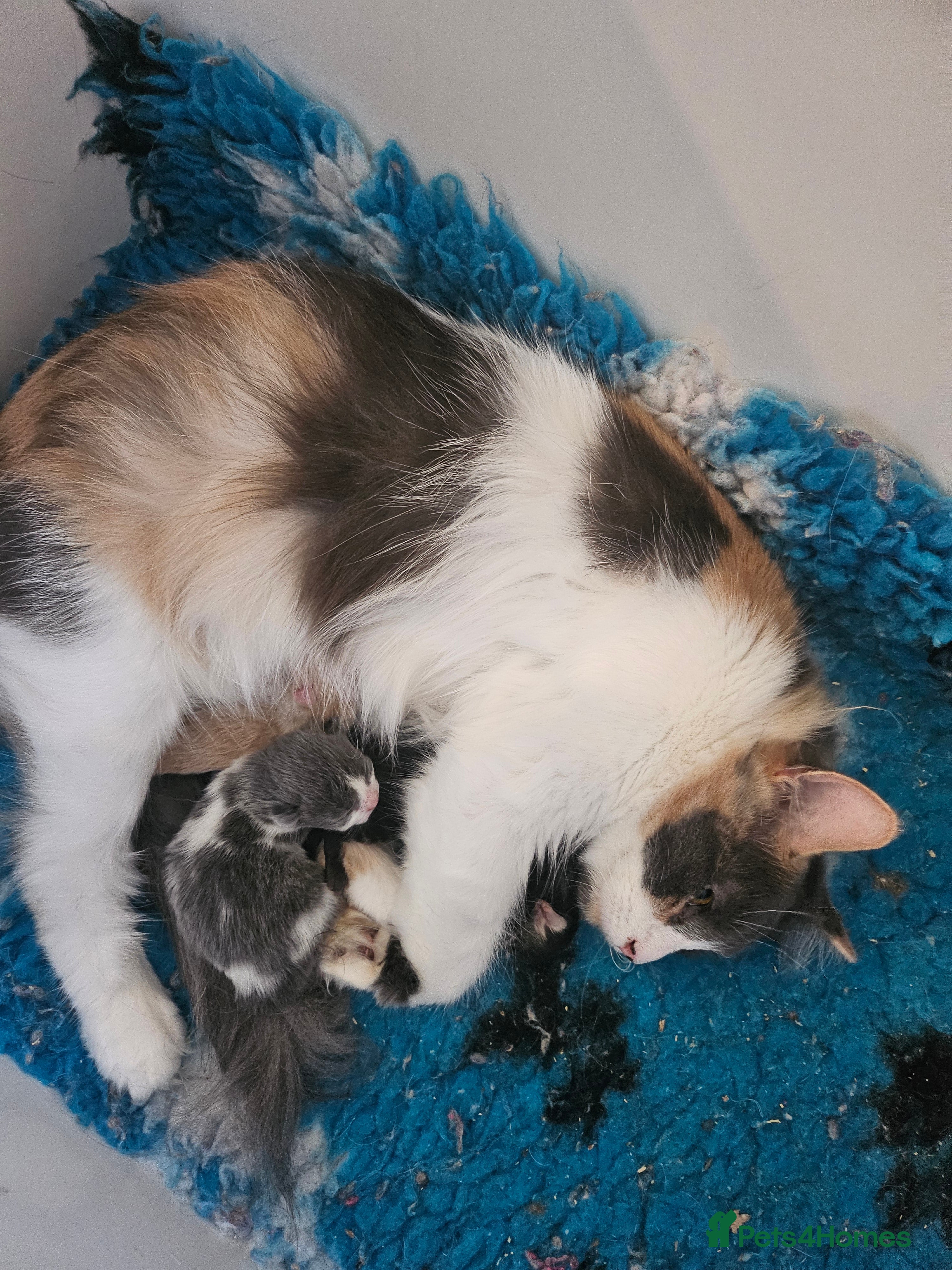 Mixed Breed cats 4 loving kittens looking forever homes - Advert 3