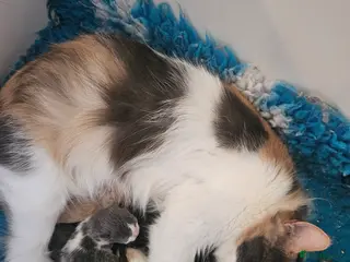 Mixed Breed cats 9week old loving kittens looking forever homes - Advert 18