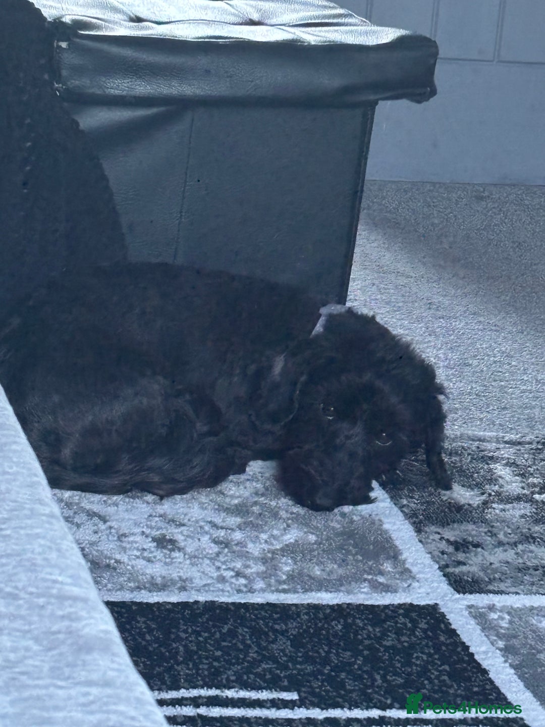 Mixed Breed dogs for sale: Doxiepoo boy black he’s cute caring lovable - Advert 3