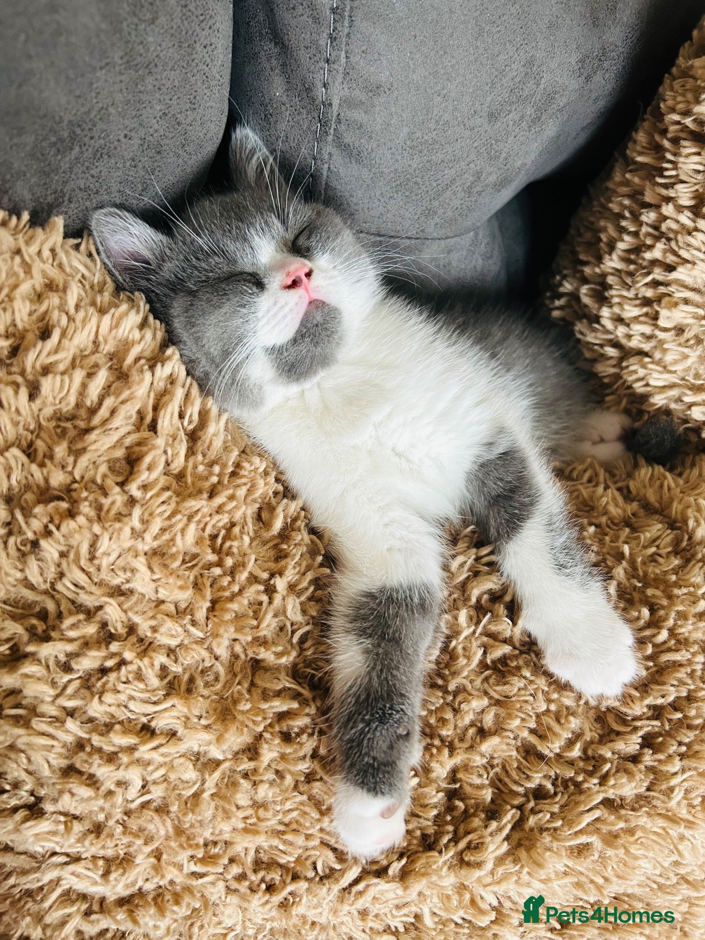 British Shorthair cats 😻 LAST MALE BSH 😻 READY NOW 😻 - Advert 2