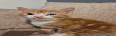 Domestic Shorthair 1