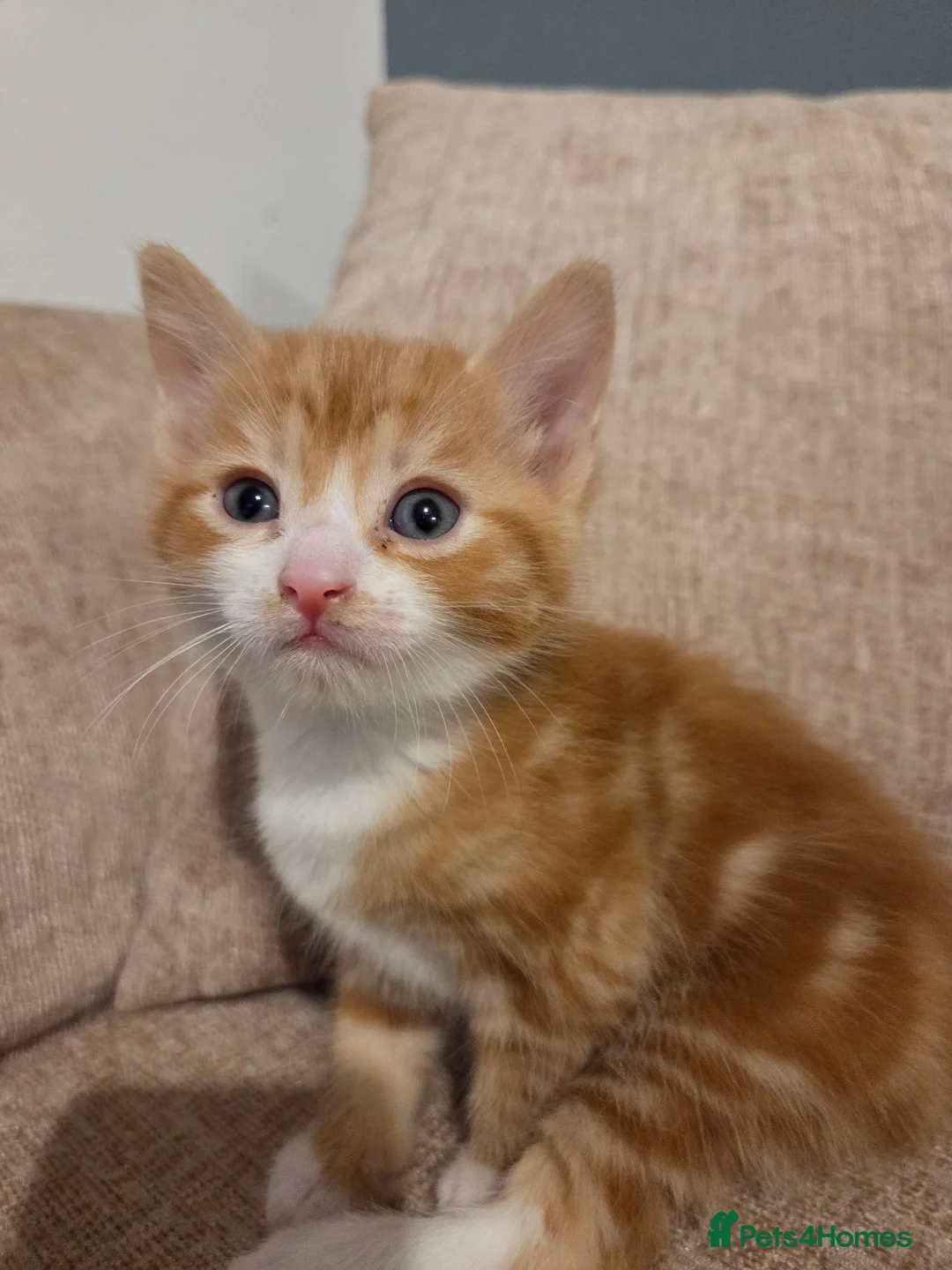 Domestic Shorthair cats for sale:  Beautiful Kittens Looking for Their Forever Homes in Peterborough - Advert 2
