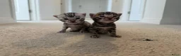 Bengal cats for sale: 4 bengal kittens  - Advert 22