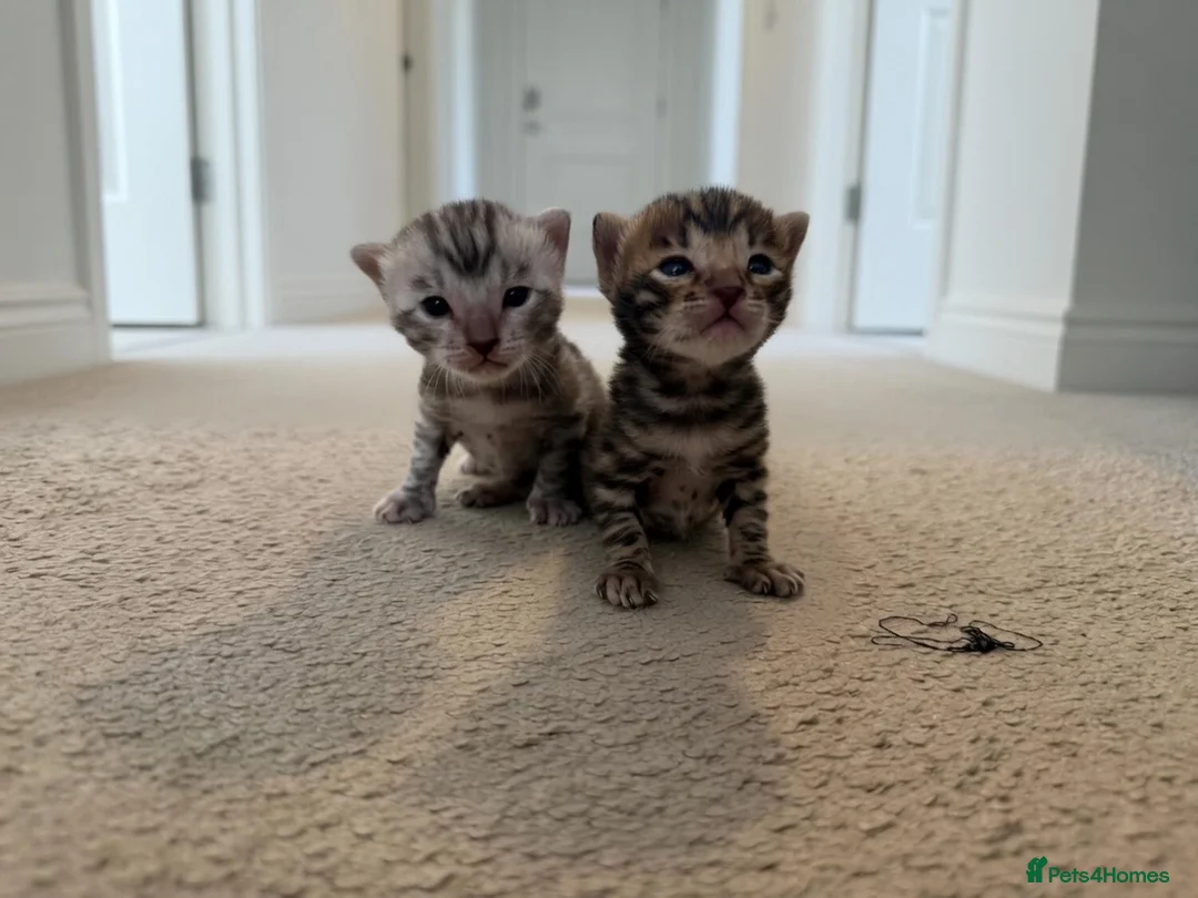 Bengal cats for sale: 4 bengal kittens  - Advert 22