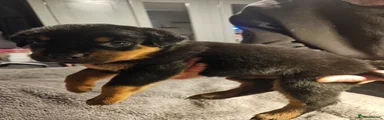Rottweiler 1