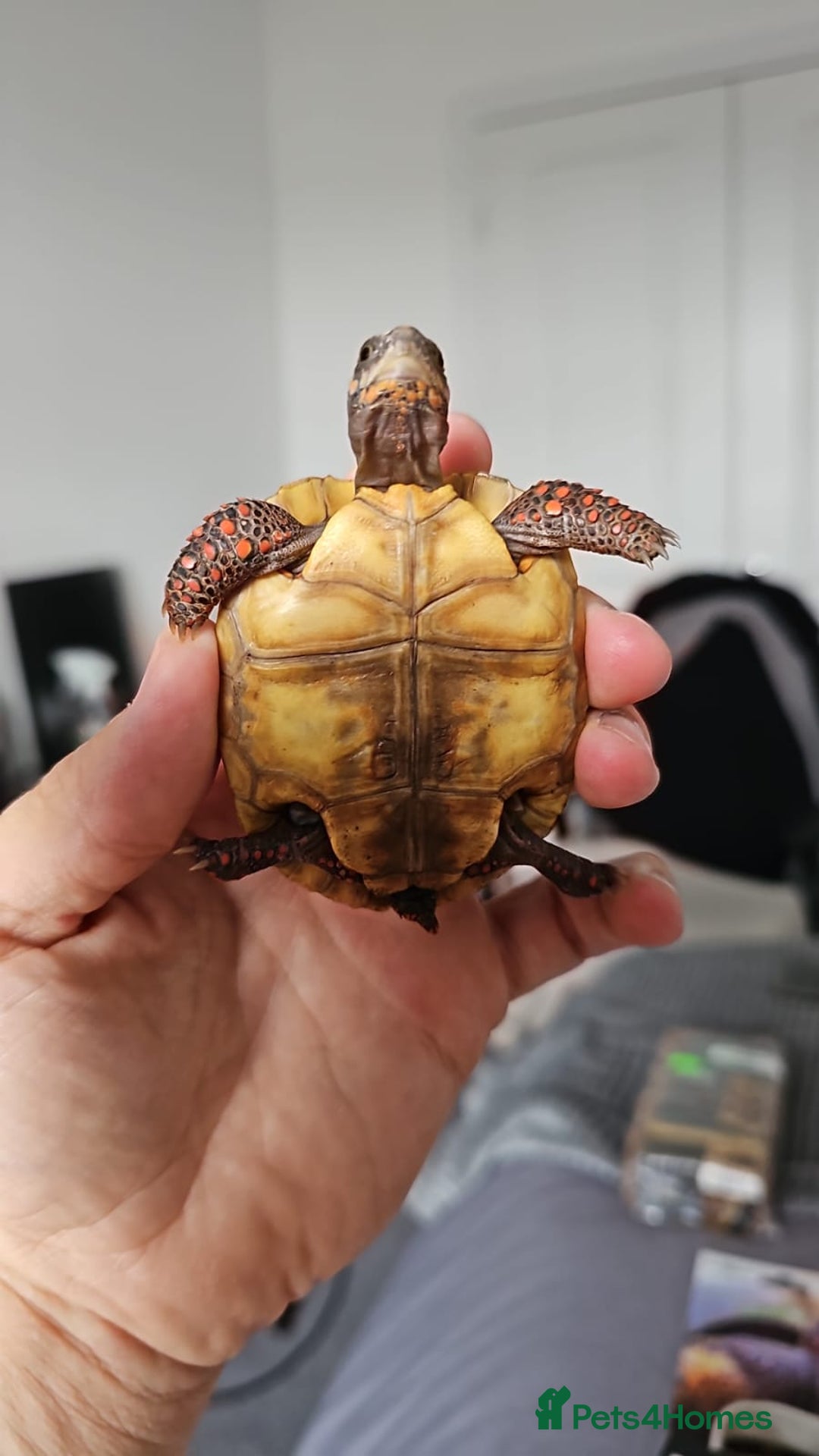 Tortoise reptiles for sale: Red Footed Tortoise for sale to a good home - Advert 16