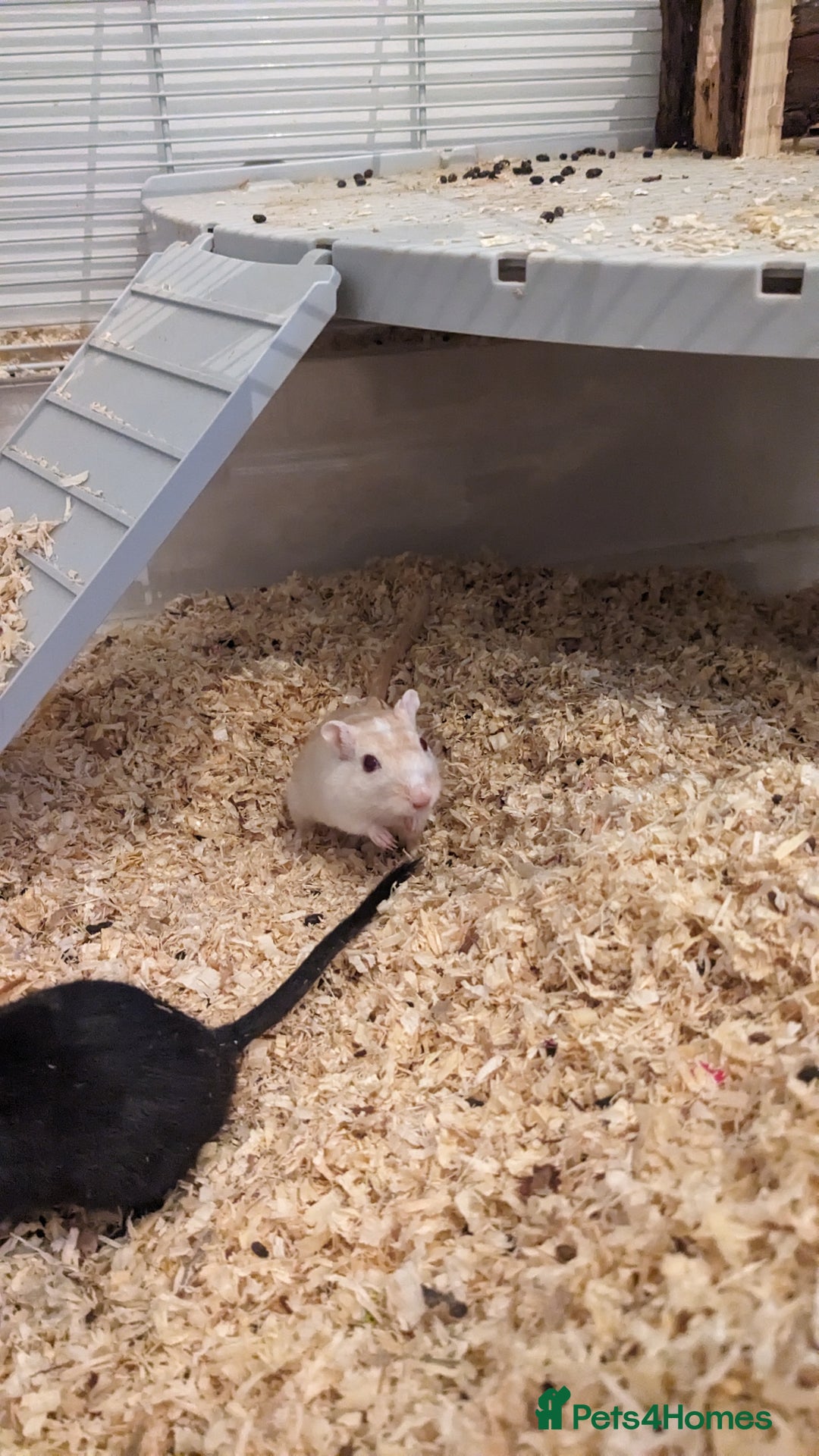 Gerbil rodents for sale: Girbills  - Advert 9