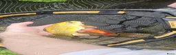 Pond Fish fish for sale: Koi carp / grass carp - Advert 7