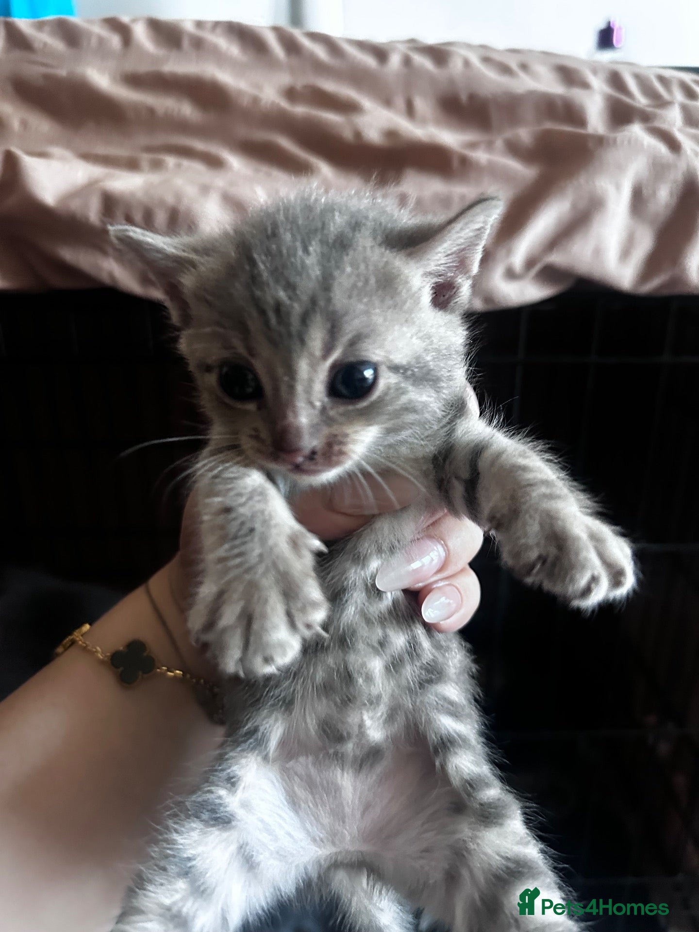 Bengal cats Bengal kittens for sale  - Advert 1