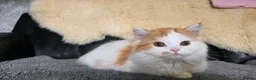 Scottish Fold cats for sale: Last two kittens ready to go immediately - Advert 9