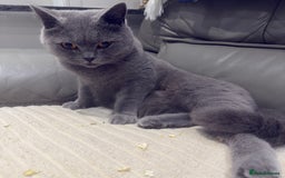 British Shorthair cats for sale: British shorthair Female  - Image 10