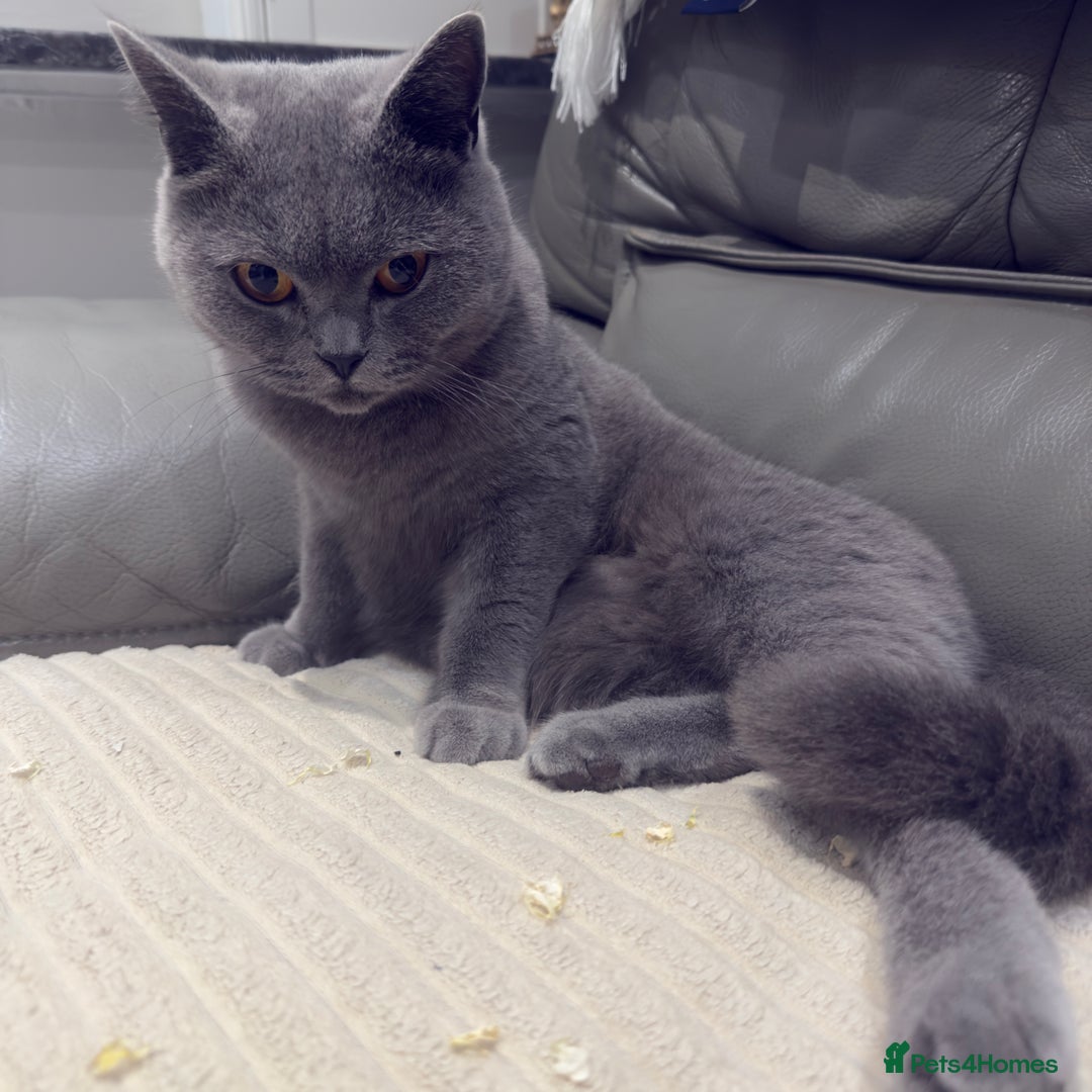 British Shorthair cats for sale: British shorthair Female  - Image 10