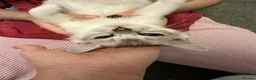Burmese cats for sale: GCcF reg pedigree kittens  - Advert 3