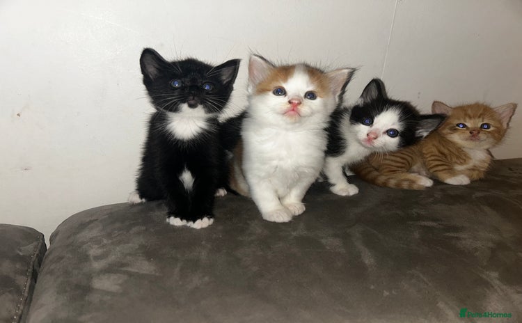 Mixed Breed cats - Advert 16