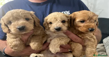 Cockapoo dogs - Advert 11