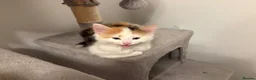 Mixed Breed cats for sale: Female long hair kittens in Southampton - Advert 3