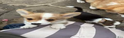 Welsh Corgi Pembroke dogs for sale: 3 Stunning KC Registered Pembroke Corgi Boys  - Advert 19