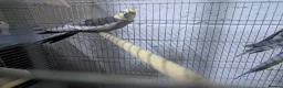 Cockatiels birds for sale:  Cockatiles  - Advert 2