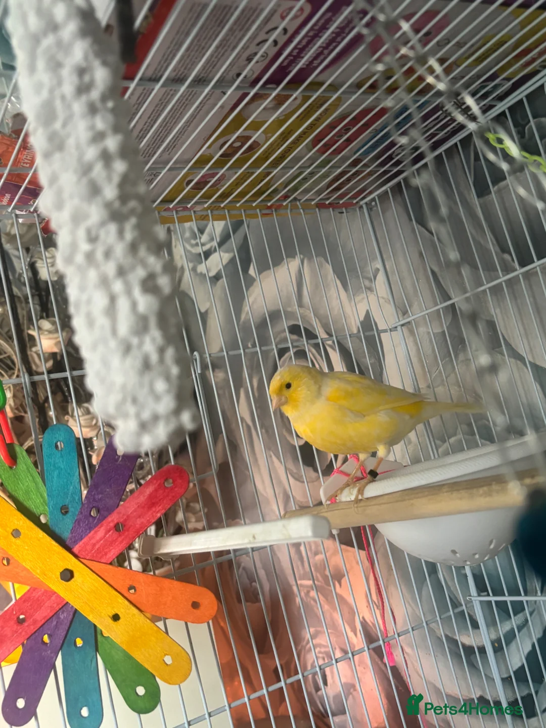 Canaries birds for sale: Female canarie  - Advert 1