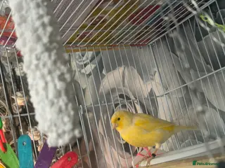 Canaries birds Female canarie - Advert 18