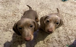 Miniature Dachshund dogs for sale: KCRegistered Miniature SmoothHaired Dachshund Boys - Image 3