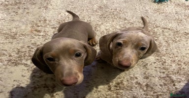 Miniature Dachshund dogs - Advert 8