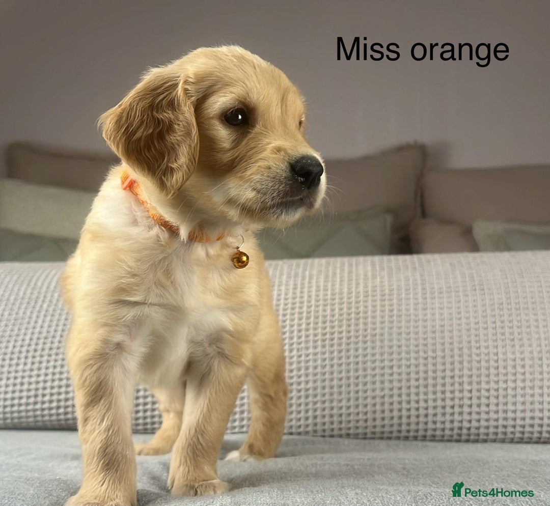 Golden Retriever dogs for sale: KC GOLDENS FROM HIP ELBOW DNA GOOD LINEAGE - Advert 19