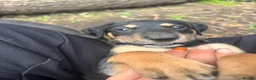 Mixed Breed dogs for sale: Doberman x lurcher puppies - Advert 21