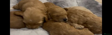Cockapoo 4