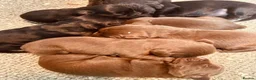 Cockerdor dogs for sale: Beautiful black and chocolate cockerdors - Advert 5