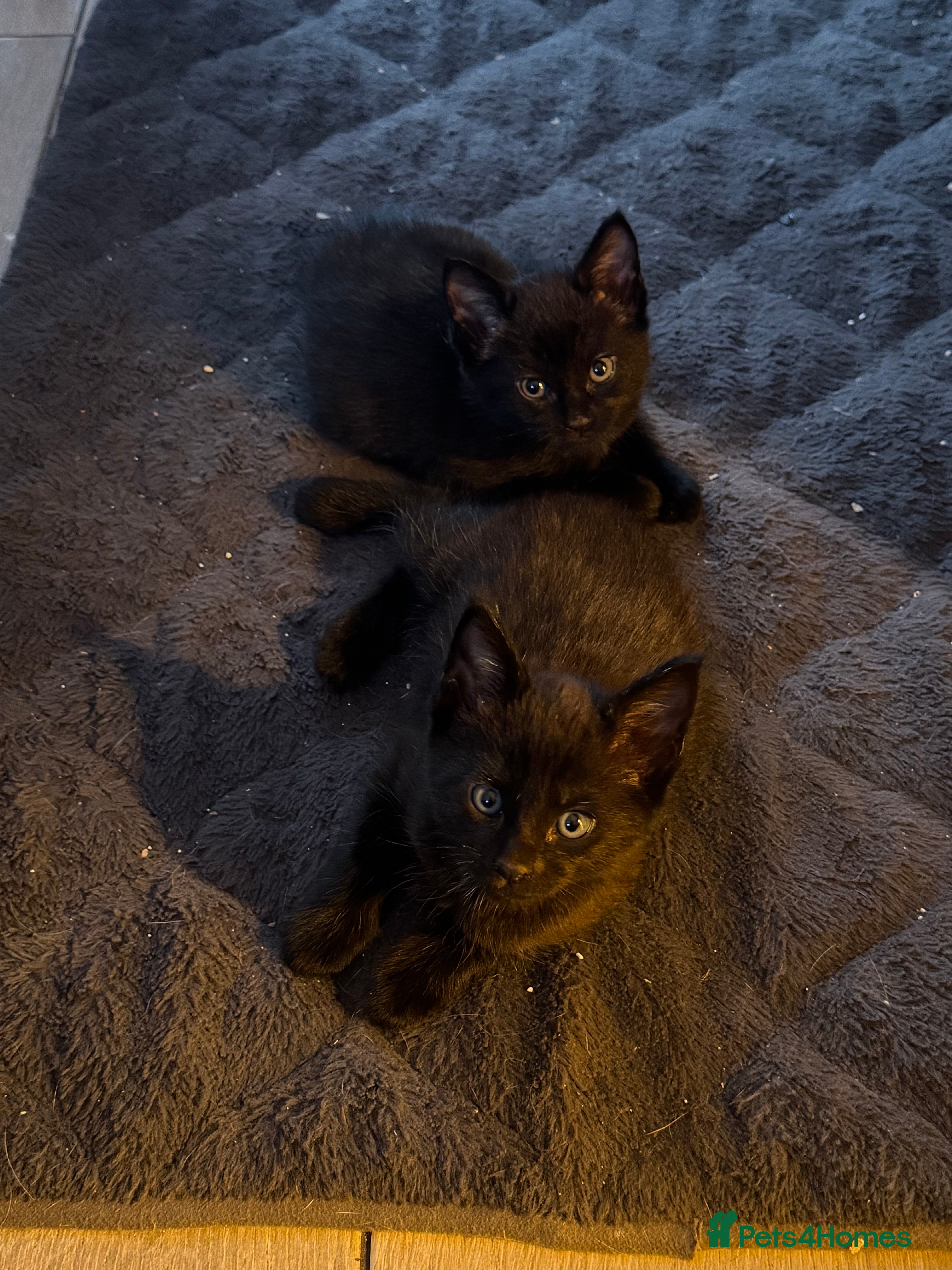 Maine Coon cats 1 black male kitten left  - Advert 1